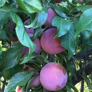 Meet your Posher, Raj